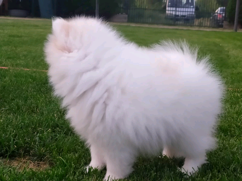 gumtree pomeranian puppies